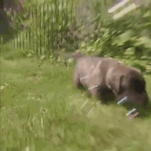 Puppies And Bubbles! GIF - Puppies Bubbles Playtime GIFs