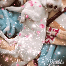 Chihuahua Cute Puppy GIF - Chihuahua Cute Puppy Love GIFs