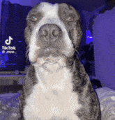 a close up of a dog 's face with a tiktok watermark on it