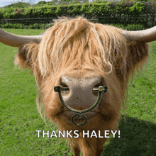 a picture of a cow with a nose ring and the words thanks haley below it