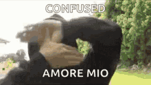 Ninja Amore Mio GIF - Ninja Amore Mio Confused GIFs