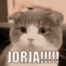 Jorja I Love Jorja GIF - Jorja I Love Jorja Jorba GIFs