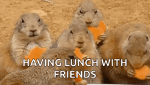 Hungry Chipmunks GIF