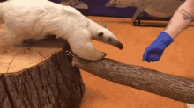 Tamandua Anteater GIF