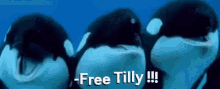Tilly Star GIF - Tilly Star Trek GIFs