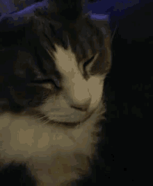 Sleeping Cat GIF