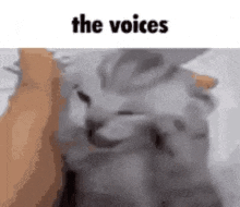 The Voices Cat Meme GIF - The Voices Cat Meme GIFs