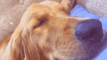 Ruocgu Dog GIF - Ruocgu Dog Sleeping GIFs