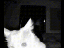 Cat No Loop GIF - Cat No Loop Camera GIFs