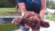a person is holding a brown dog in their arms .