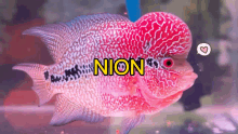 Nion Nion Bathuk GIF - Nion Nion Bathuk Bathuk GIFs