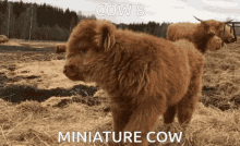 Cow Cow8 GIF - Cow Cow8 _8 GIFs