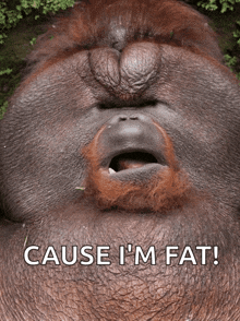 a close up of an orangutan with the words " cause i 'm fat " above it