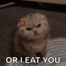 a cat with a red star on its forehead says or i eat you