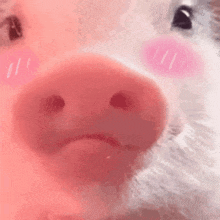 a close up of a pig 's nose with a sad face on it .