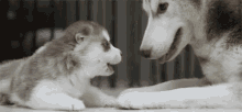 Mom, Stahp，哈士奇 GIF - Dogs Huskies Puppy GIFs