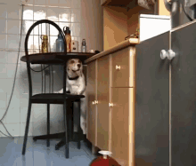 Clever Girl.... GIF - Dog Clever Smart GIFs