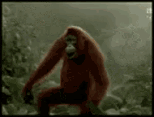 明天不上班 GIF - Orangutan Dance Weekend GIFs