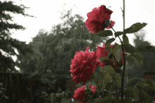 Raining Roses GIF - Raining Roses Full Bloom GIFs