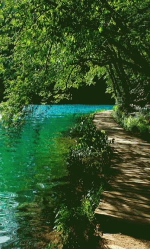 Water Forest GIF - Water Forest Calm - Discover & Share GIFs