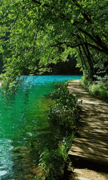 Water Forest GIF - Water Forest Calm GIFs