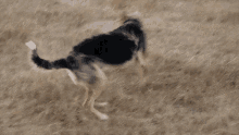 Dog Turn GIF - Dog Turn Animal GIFs