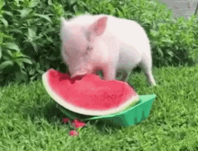 watermelon pig eating diet