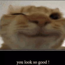 You Look So Good Cat GIF