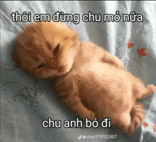 a kitten is laying on a bed with a foreign language caption