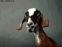 Goat What GIF - Goat What Huh GIFs