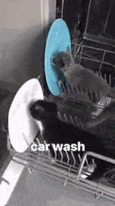 Carwash Car Cat GIF