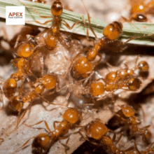 How To Get Rid Of Ants Uk GIF - How To Get Rid Of Ants Uk GIFs
