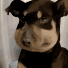 Cherrycoated Dogs GIF - Cherrycoated Dogs Awkward GIFs