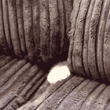 Se Cacher GIF - What Cat Hide GIFs