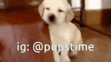 a picture of a puppy with the words ig : @pupstime above it