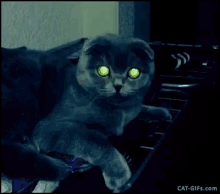 Cat Shine GIF