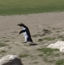 Rockhopper Penguin GIF - Rockhopper Penguin GIFs