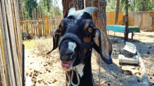 Hawncho Goat GIF - Hawncho Goat Goats GIFs