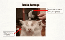 a picture of a cat with a hammer on its head and the words brain damage on the top