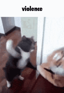Cat Animal GIF - Cat Animal Slap GIFs