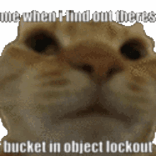 bucket owo