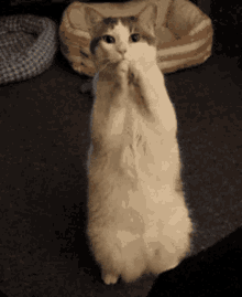 Cat Please GIF - Cat Please What Are You Doing GIFs
