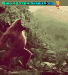 orangutan dance dance like no one is watching happy no exams
