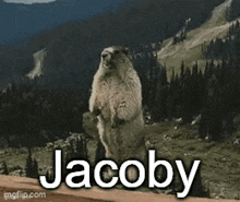 Jacoby Jacoby Screaming Beaver GIF - Jacoby Jacoby Screaming Beaver Jacoby Marmot GIFs