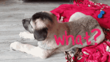 What Doggy GIF - What Doggy Puppy Eyes GIFs