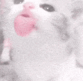 a close up of a white cat with a pink nose and mouth .