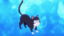 a black and white cat with big eyes is floating in the water