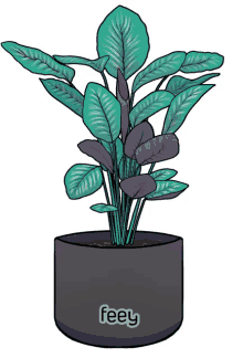 korbmarante plant feey pflanze