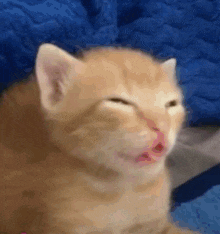 a close up of a kitten yawning with its eyes closed