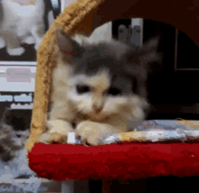 a gray and white cat is laying on a red couch